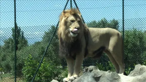 San Nicola Manfredi, su iniziativa del comune i bambini visitano lo zoo di Pesco Sannita