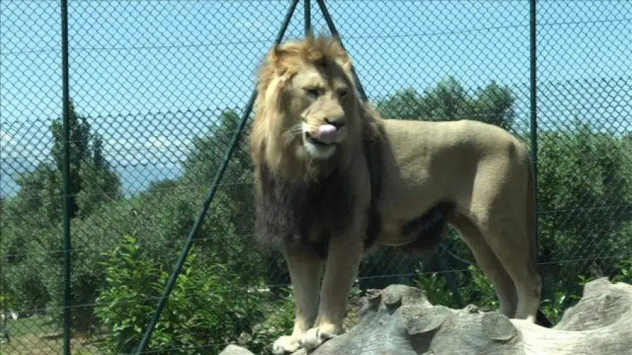 San Nicola Manfredi, su iniziativa del comune i bambini visitano lo zoo di Pesco Sannita