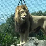 San Nicola Manfredi, su iniziativa del comune i bambini visitano lo zoo di Pesco Sannita