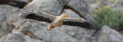 Morcone, eccezionale avvistamento di un esemplare di capovaccaio