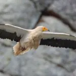 Morcone, eccezionale avvistamento di un esemplare di capovaccaio