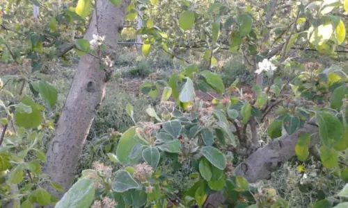 Coldiretti, gelate fuori stagione: danni ingenti in Campania