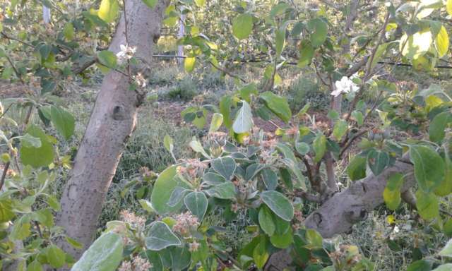 Coldiretti, gelate fuori stagione: danni ingenti in Campania