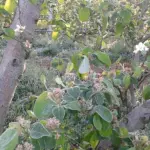 Coldiretti, gelate fuori stagione: danni ingenti in Campania