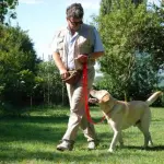 Benevento, guerra alle deiezioni canine: multe fino a 500 euro