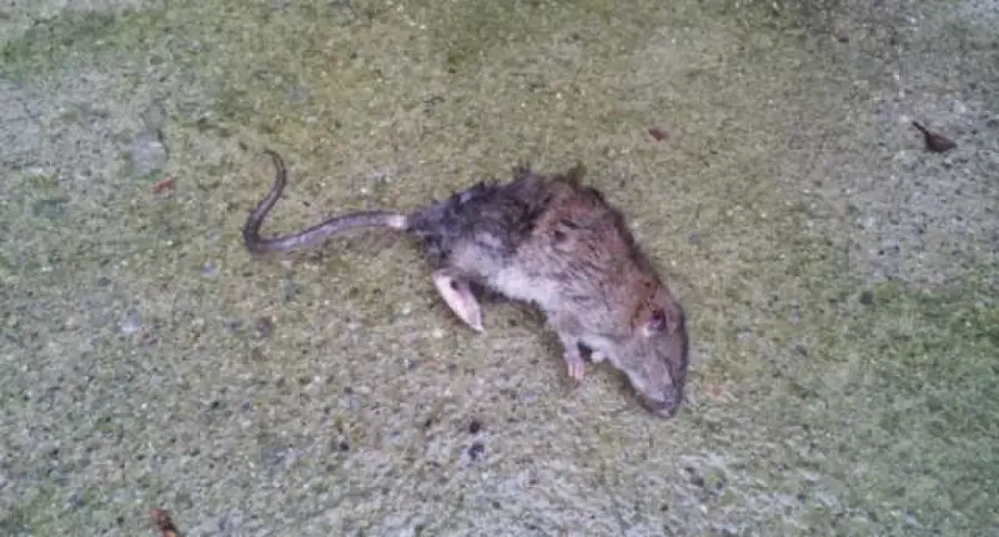 Topi a scuola, chiude il plesso San Modesto 2 fino a Sabato