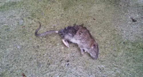 Topi a scuola, chiude il plesso San Modesto 2 fino a Sabato