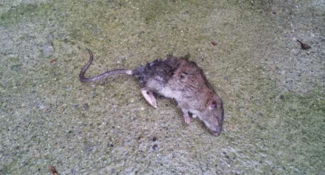 Topi a scuola, chiude il plesso San Modesto 2 fino a Sabato