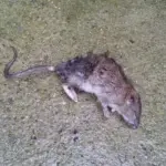 Topi a scuola, chiude il plesso San Modesto 2 fino a Sabato