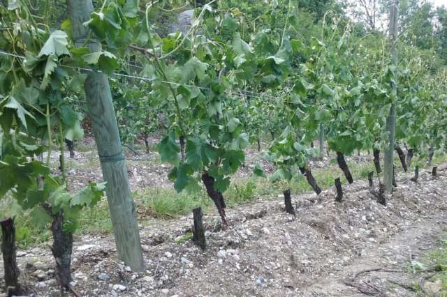 ''Paga entro il 26 Maggio'', ecco i dettagli dell'Operazione San Filippo