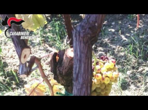 Operazione San Filippo, Venerdì saranno interrogati i cinque arrestati