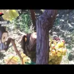 Operazione San Filippo, Venerdì saranno interrogati i cinque arrestati