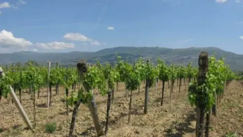 ''Se non paghi, ti taglio le viti'', 5 arresti in Valle Telesina