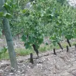 ''Paga entro il 26 Maggio'', ecco i dettagli dell'Operazione San Filippo