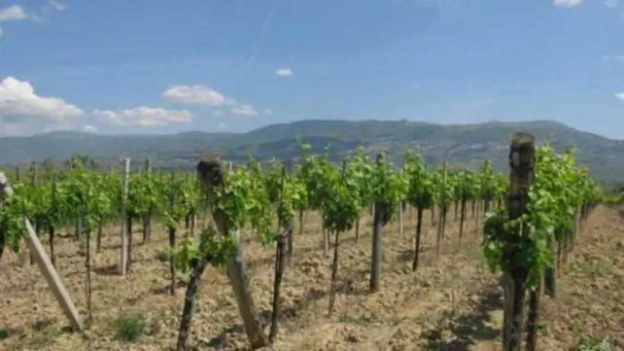 ''Se non paghi, ti taglio le viti'', 5 arresti in Valle Telesina