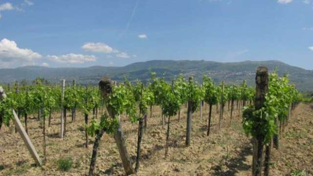 ''Se non paghi, ti taglio le viti'', 5 arresti in Valle Telesina