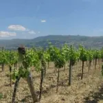 ''Se non paghi, ti taglio le viti'', 5 arresti in Valle Telesina