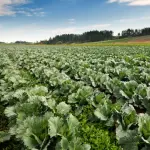 Coldiretti, in Campania danni da gelo su produzioni prossime alla raccolta