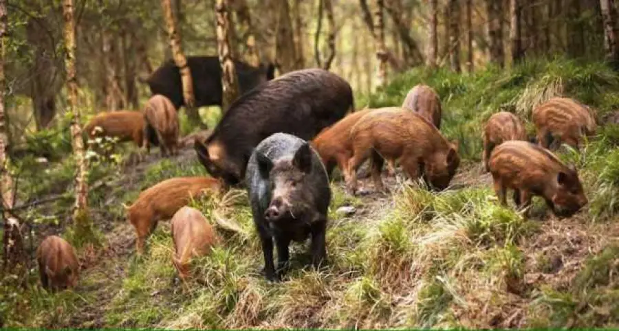Fauna Selvatica, pubblicato elenco dei Comuni per Fondi Psr 14/20