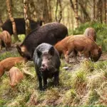 Fauna Selvatica, pubblicato elenco dei Comuni per Fondi Psr 14/20