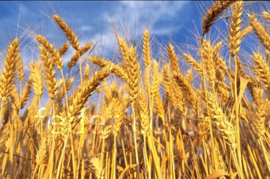 Il km 0: una realtà da valorizzare o un mito da sfatare?