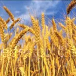 Il km 0: una realtà da valorizzare o un mito da sfatare?